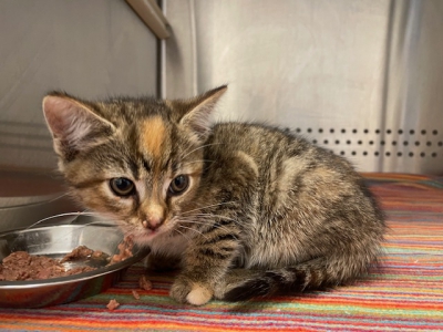 Fundkitten 